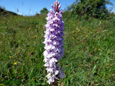 Common spotted orchid