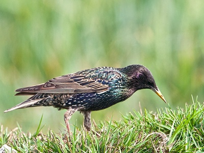 Common starling
