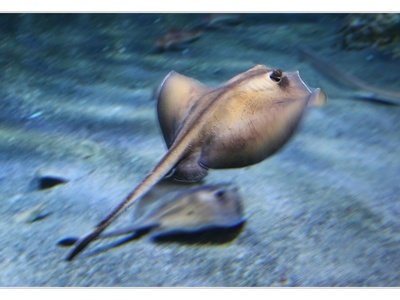 Common stingray (genus Dasyatis)