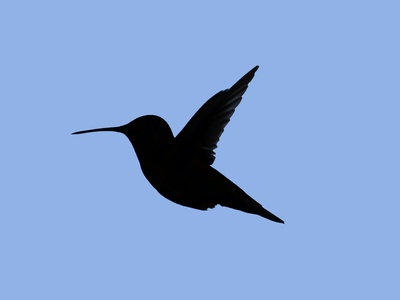 Common Swift