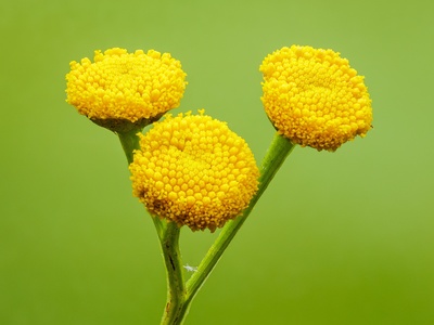 Common tansy