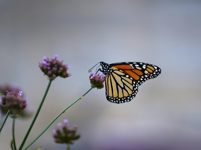 Common tiger (butterfly)