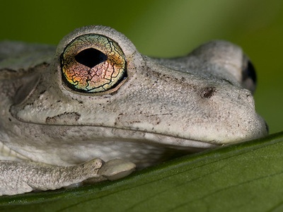 Common Tree Frog