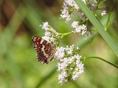 Common valerian
