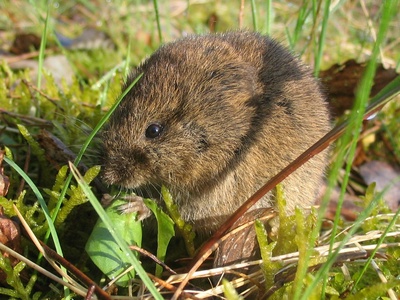 Common vole