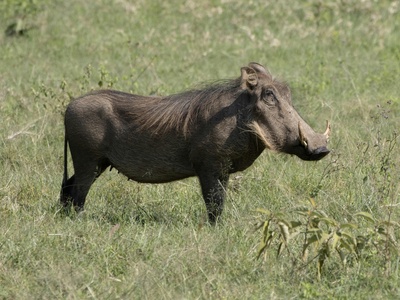 Common Warthog