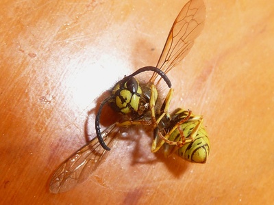 Common wasp