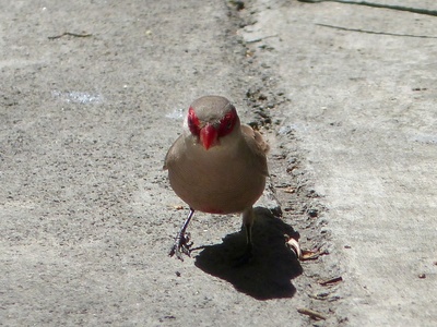 Common Waxbill
