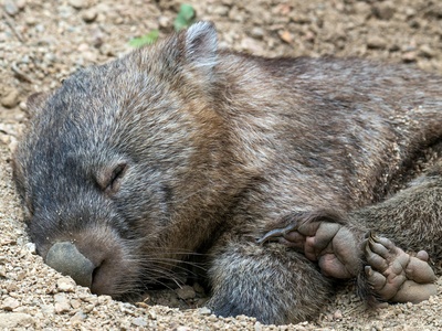 Common wombat