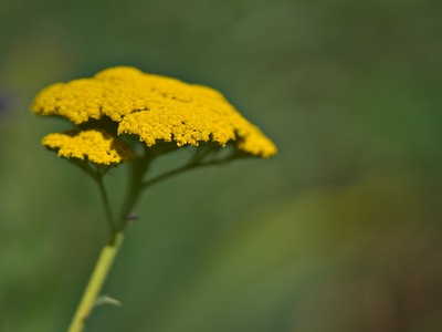 Common yarrow