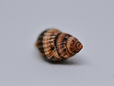 Cone snail (other species)