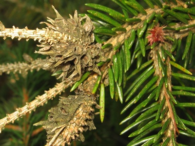 Cooley spruce gall adelgid