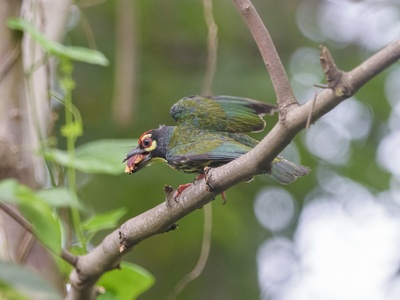 Coppersmith Barbet
