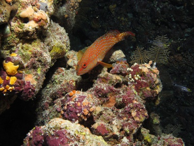 Coral trout