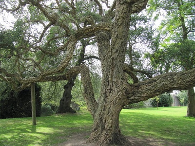 Cork oak