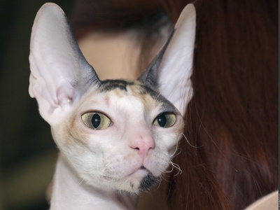 Cornish Rex