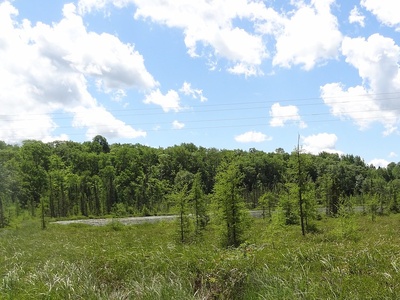 Cranberry (bog cranberry)