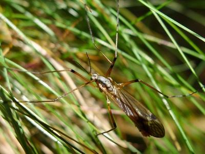 Crane Fly