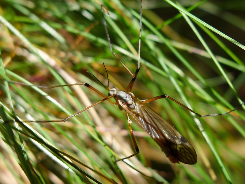 Temperate Forest Insects List - Flora Fauna Fun