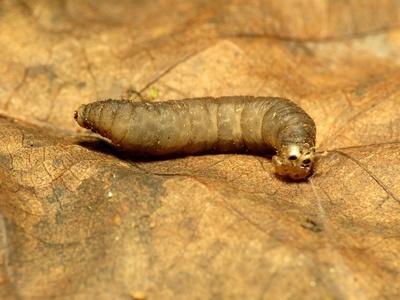 Crane Fly Larva