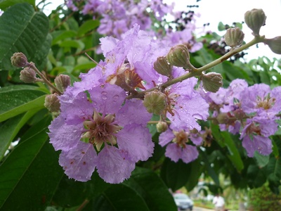 Crape Myrtle