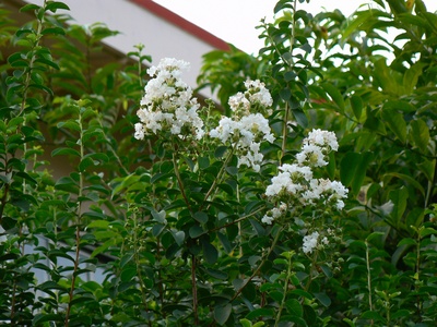 Crape Myrtle
