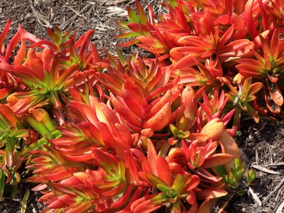 Crassula 'Campfire'