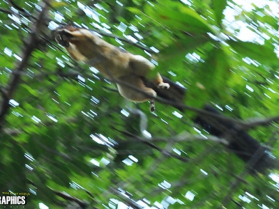 Cream-coloured Giant Squirrel