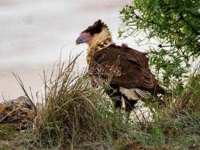 Crested caracara