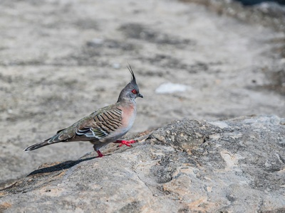 Crested Pigeon