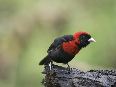 Crimson‑collared Tanager