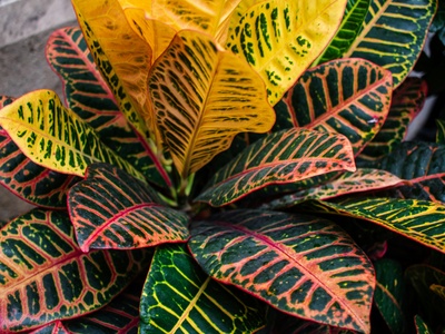 Croton