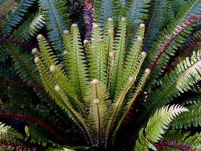 Crown fern
