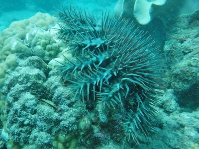 Crown‑of‑thorns starfish