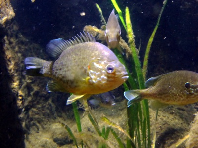 Crucian carp
