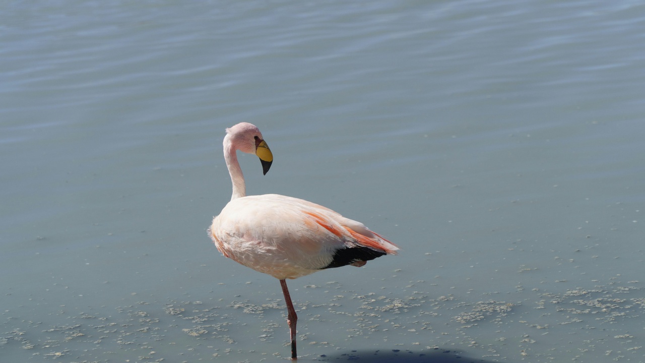 Flamingos at a saline lake, a tourist attraction and conservation flagship species