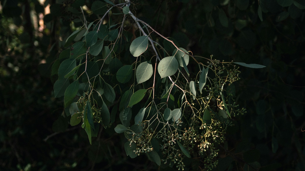Traditional Welsh landscape with gorse, heather, and oak trees near a village.