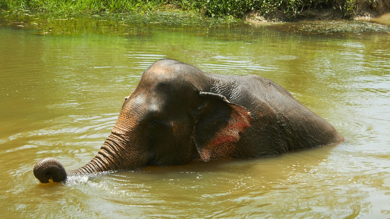 Elephant statue at a Thai temple during a cultural ceremony