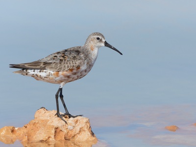 Curlew Sandpiper