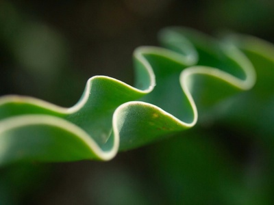 Curly-leaf pondweed