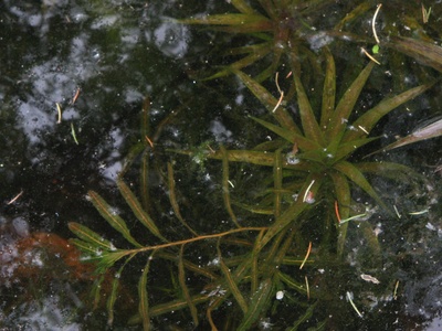 Curlyleaf pondweed