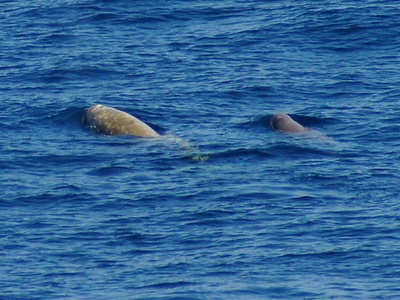 Cuvier's beaked whale