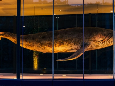 Cuvier's beaked whale