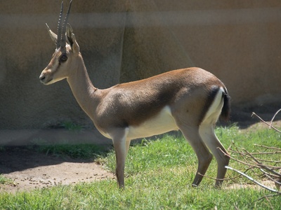 Cuvier's gazelle
