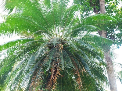 Cycad