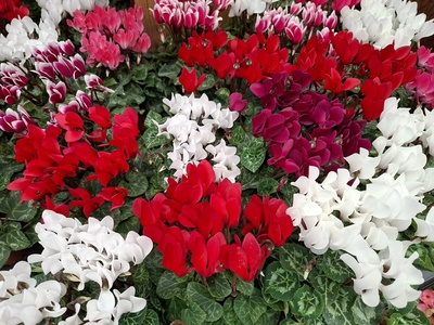 Cyclamen
