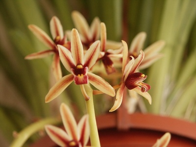 Cymbidium finlaysonianum
