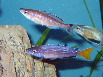 Cyprichromis leptosoma