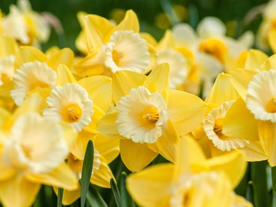 Daffodil