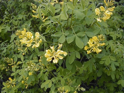 Dalmatian Laburnum
